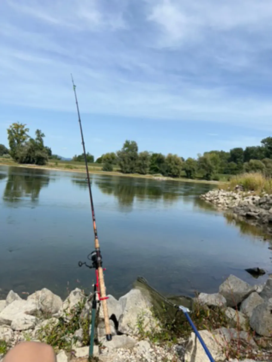 Donau (Niederalteich) angeln