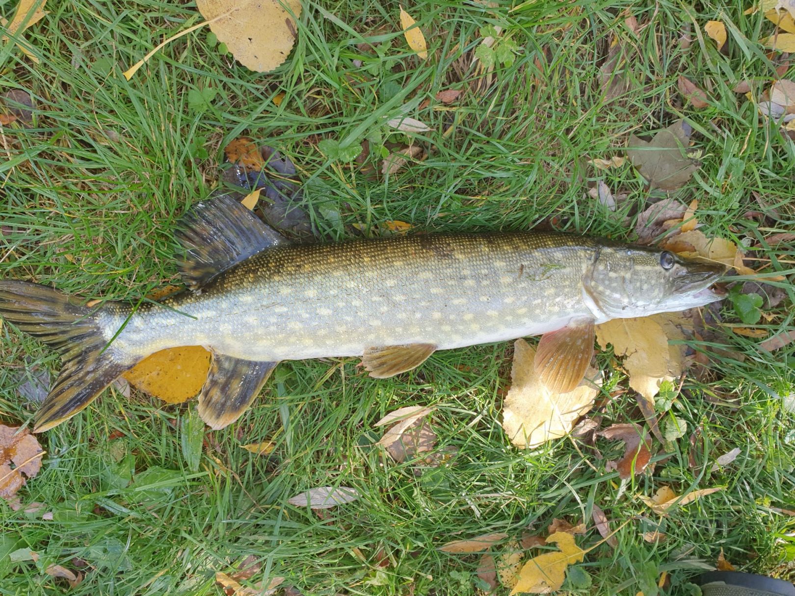 Lippe (Delbrück) angeln