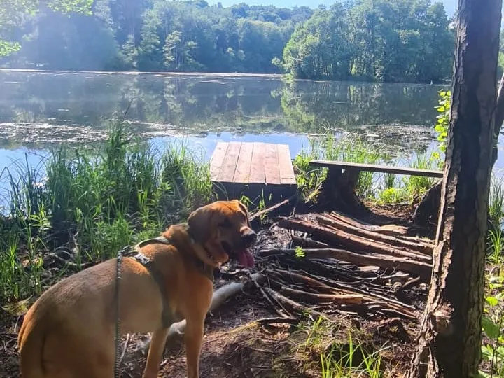 Krugsee (Liepe) angeln