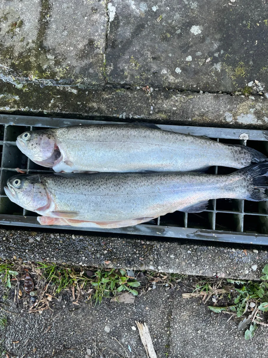 Götzenbachsee angeln