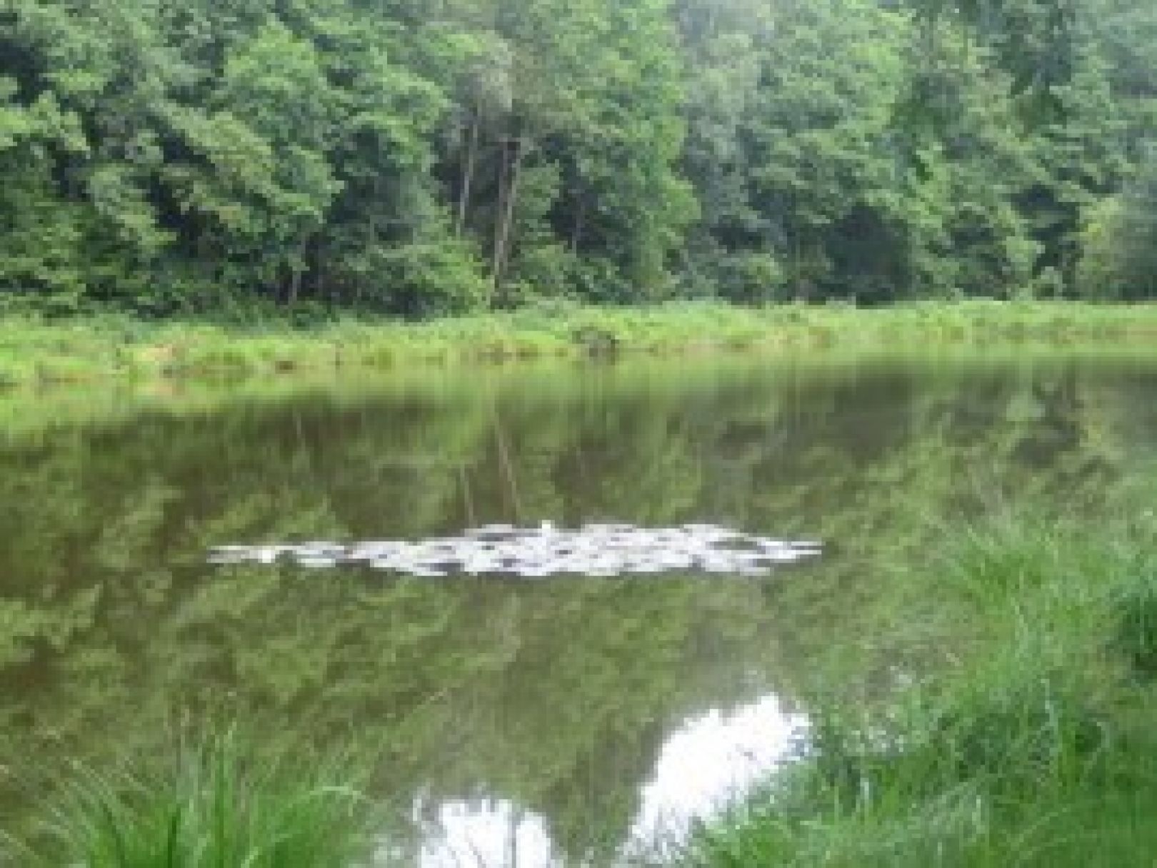 Pumpelteich (Walsrode) angeln