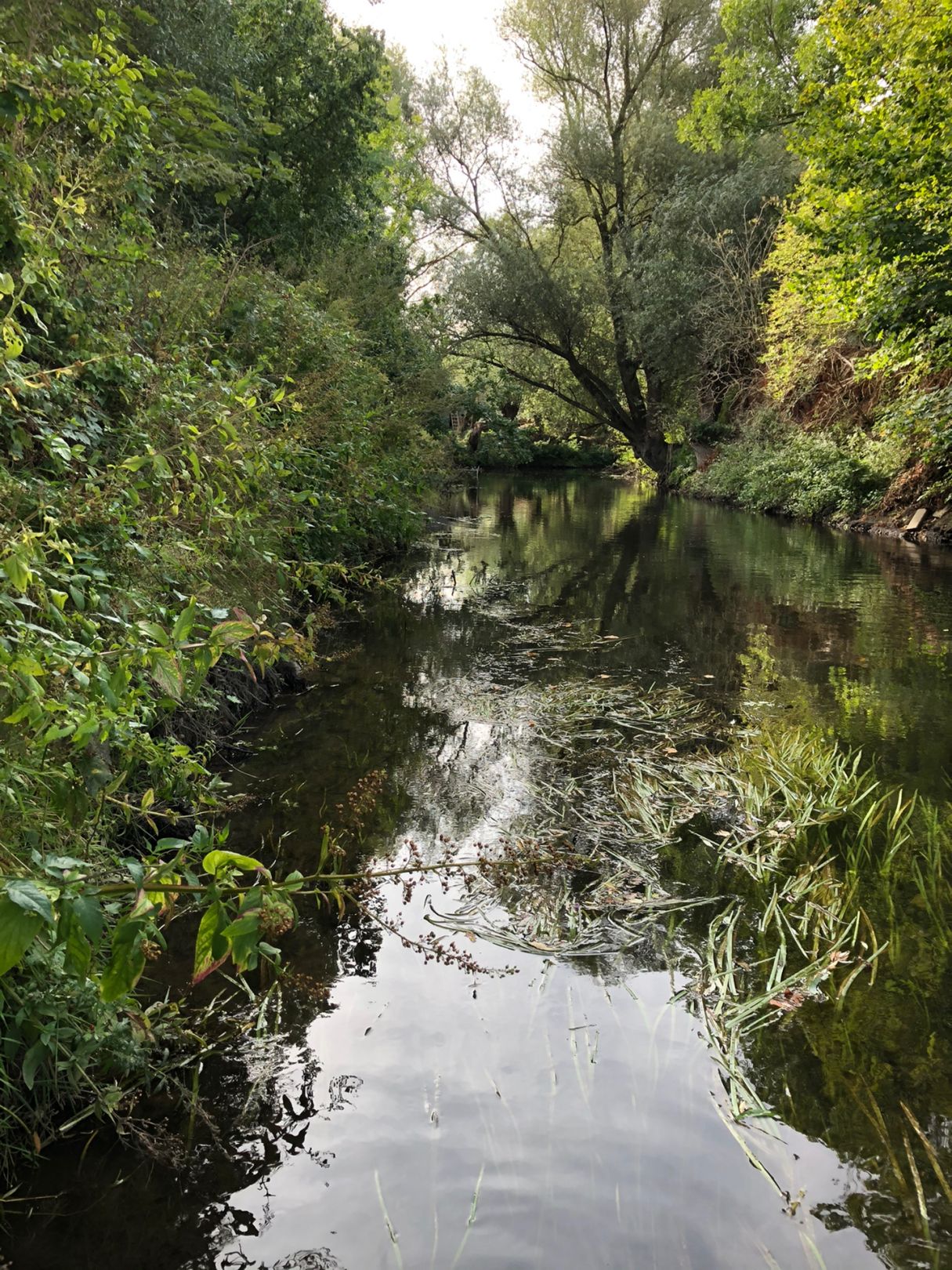 Oker (Braunschweig) angeln