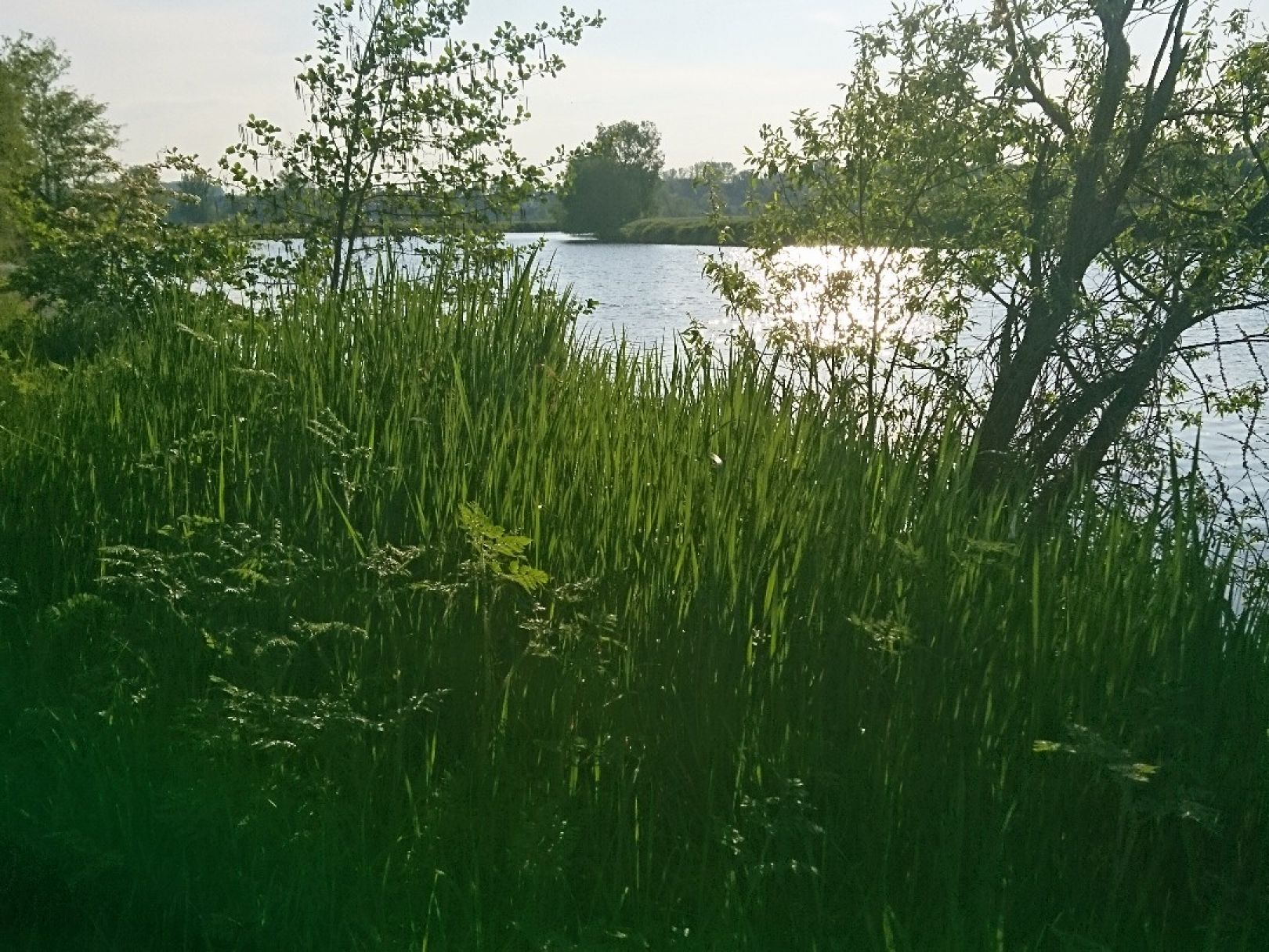 Saale (Weißenfels) angeln