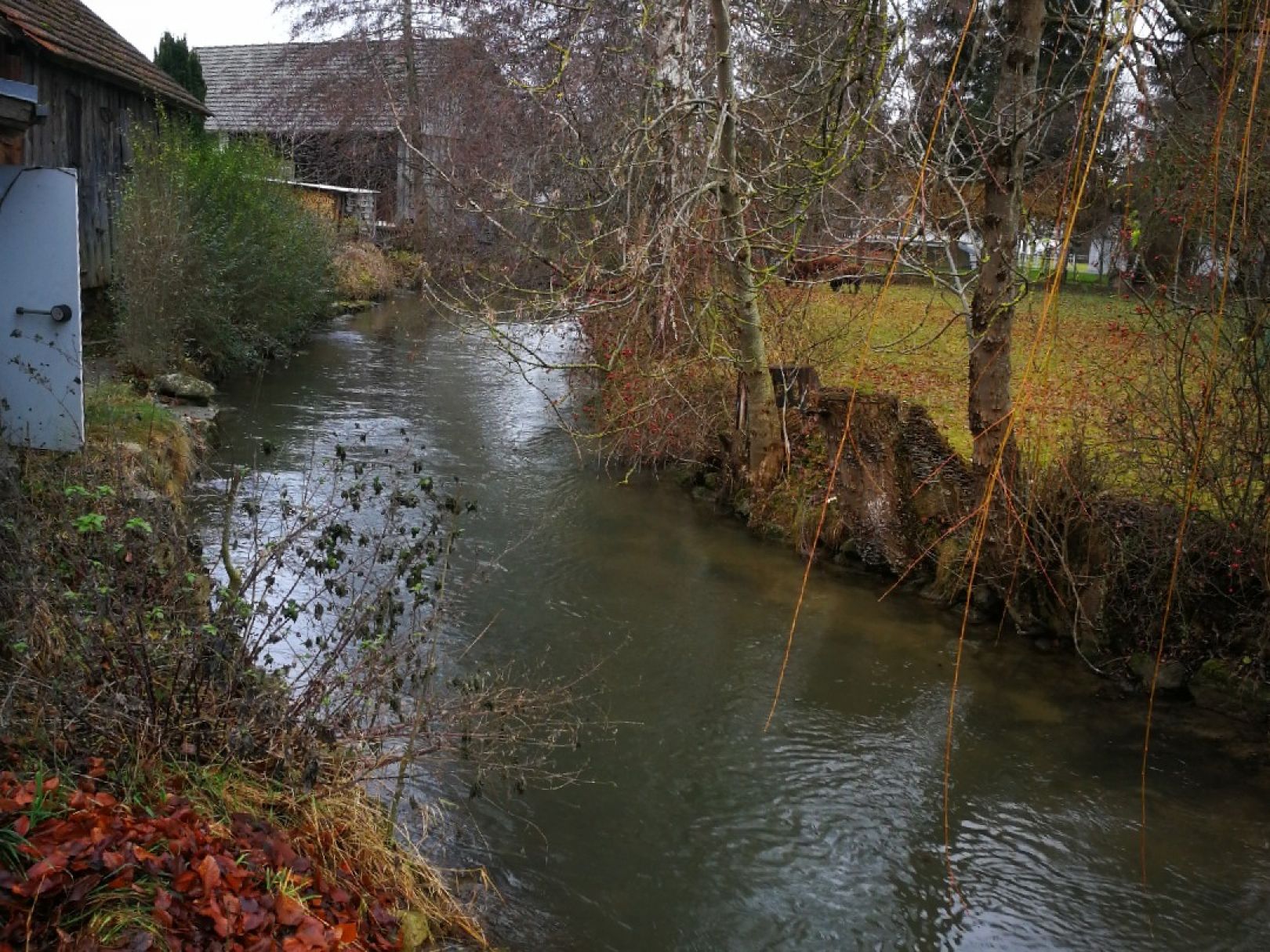 Singold (Wehringen) angeln