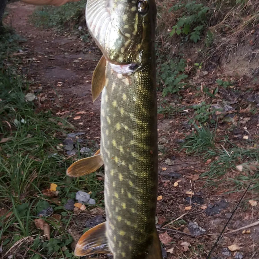 Tonstich Mühlenbeck angeln