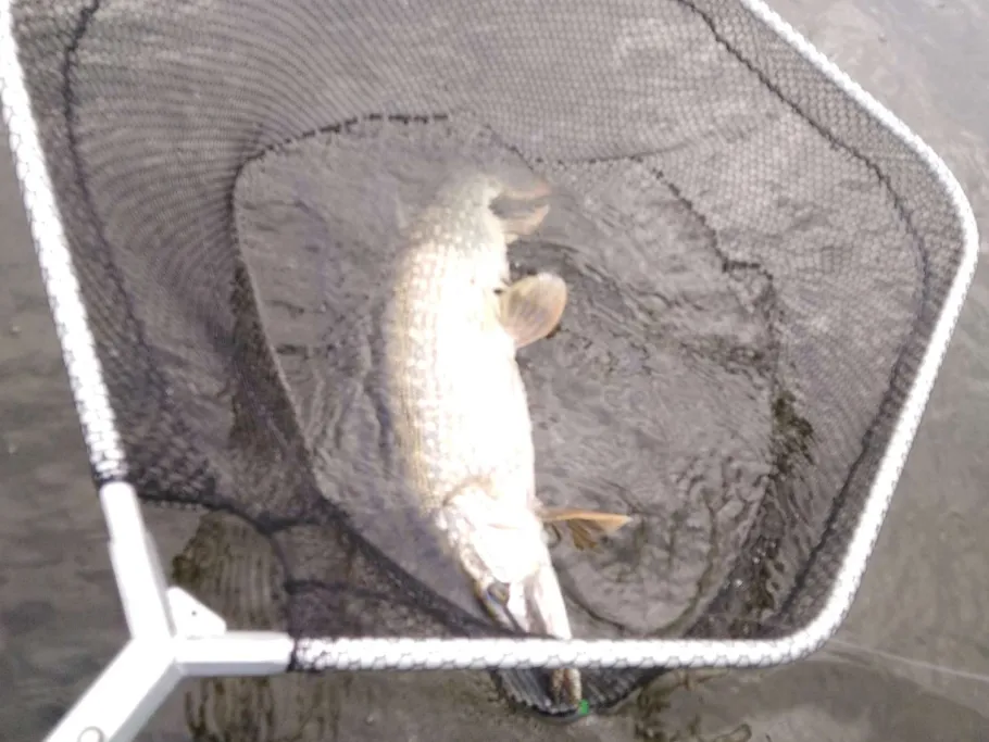 Königsberger See (Königsberg) angeln