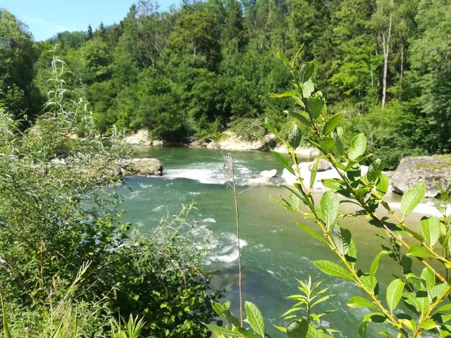 Alz (Altenmarkt an der Alz) angeln