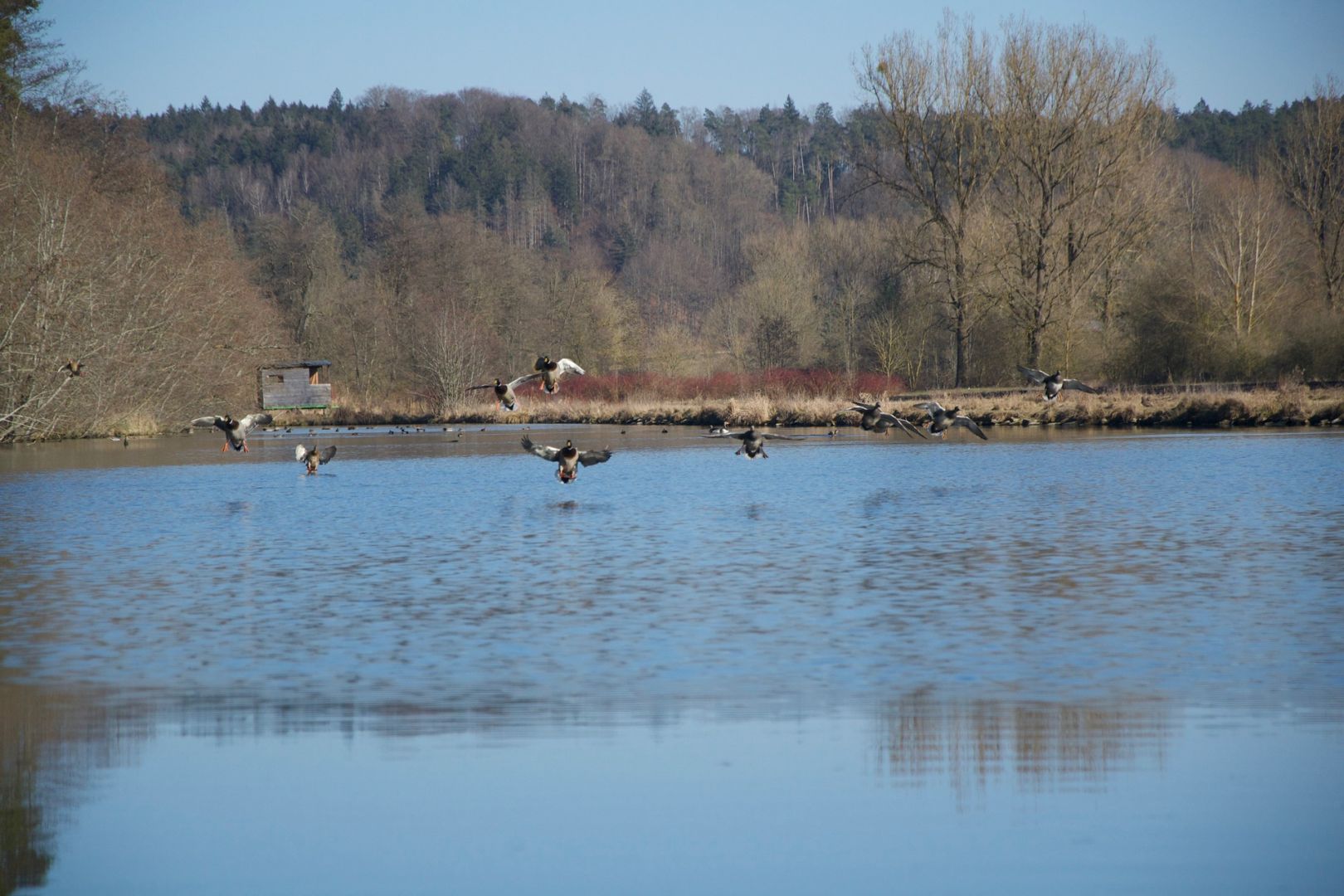 Schutter (Wellheim) angeln
