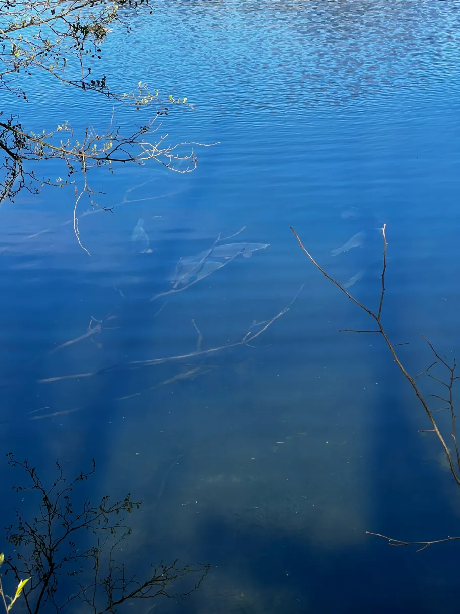 Kiesgruben (Klein Beuthen) angeln