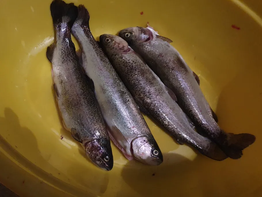 Angelpark Hattert angeln