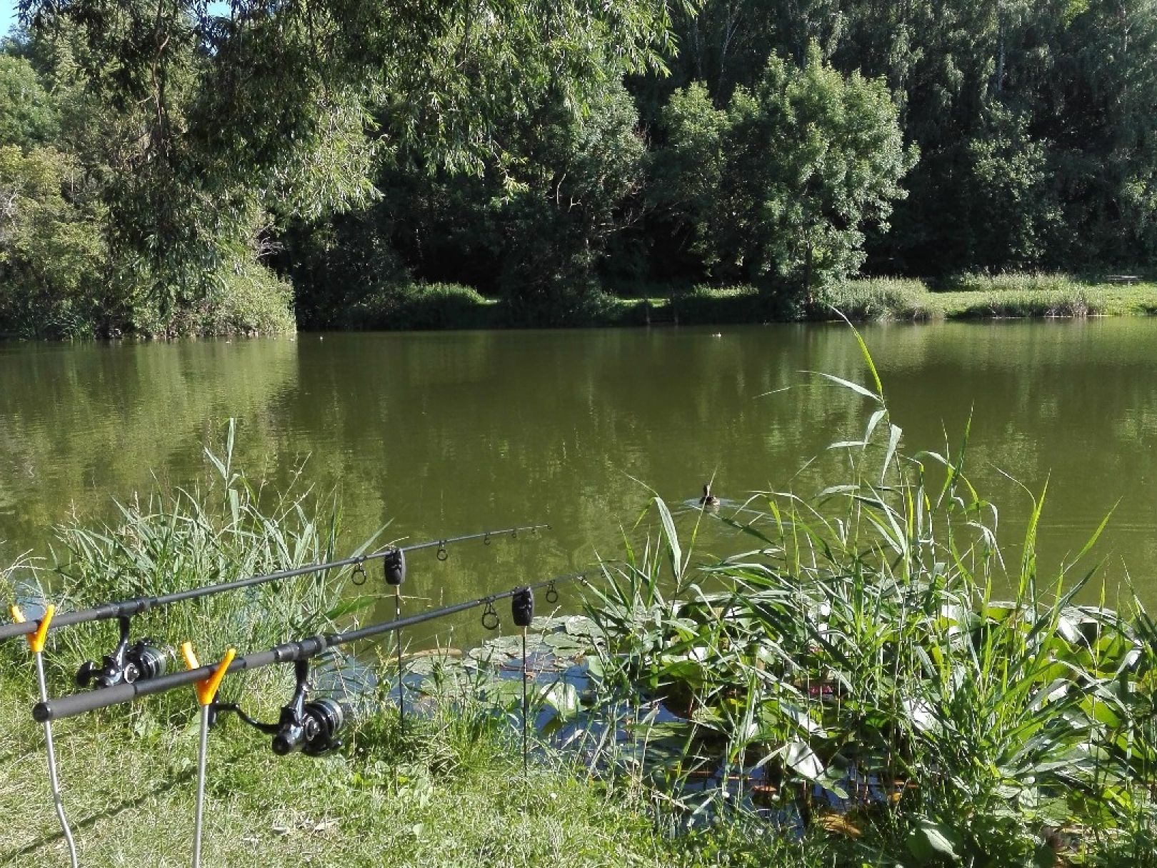 Röderhöfer Teich ALLE ANGELN