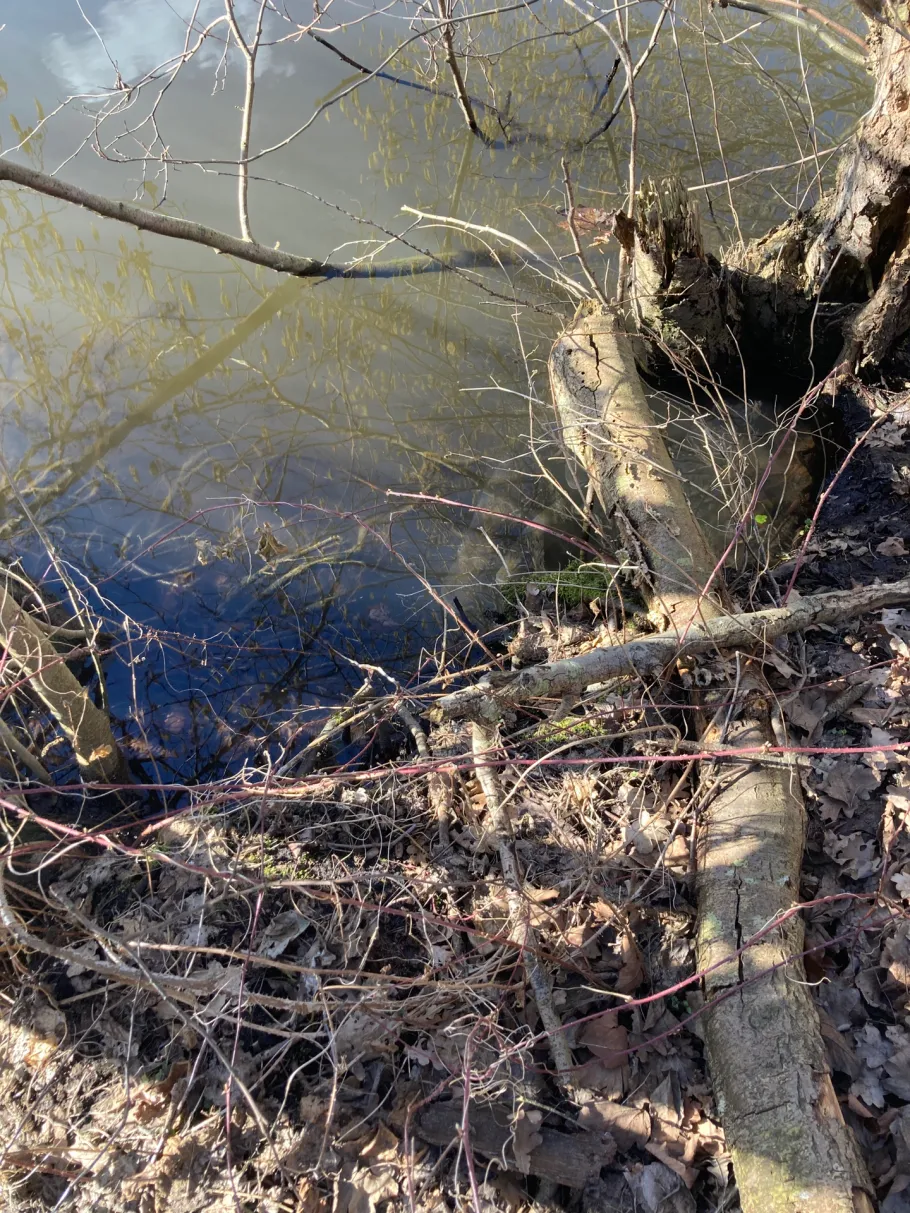 Bokholter See angeln