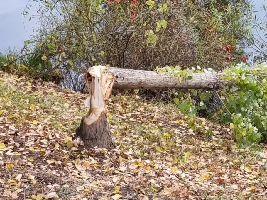 Charlottenburger Verbindungskanal angeln