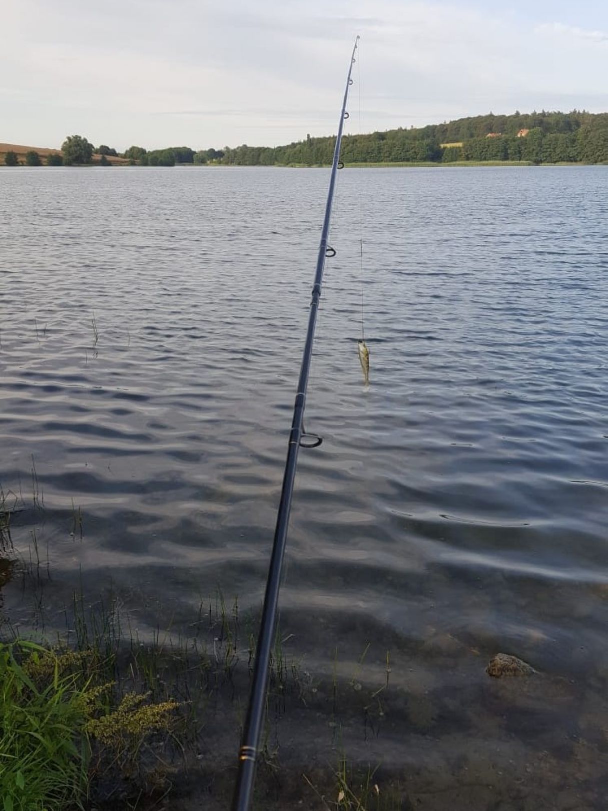 Taschensee (Süsel) angeln