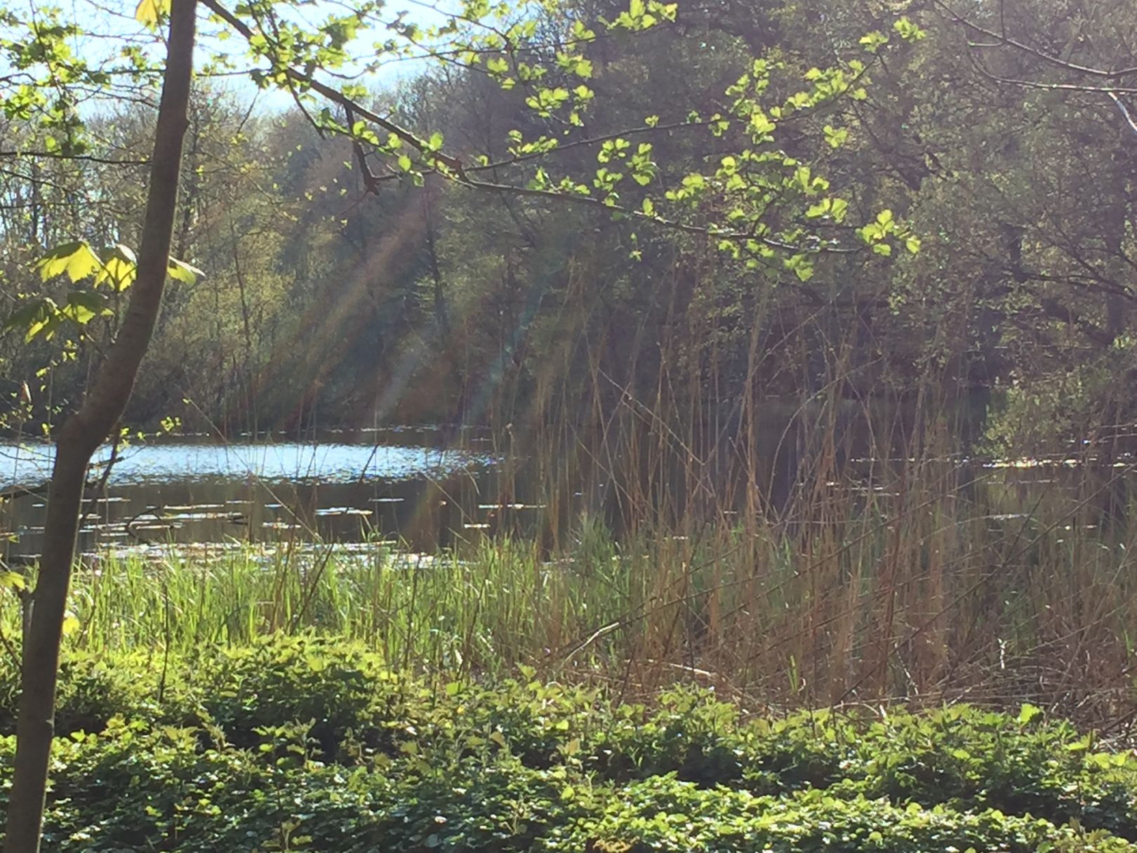 Erlenkampsee (Kiel) angeln