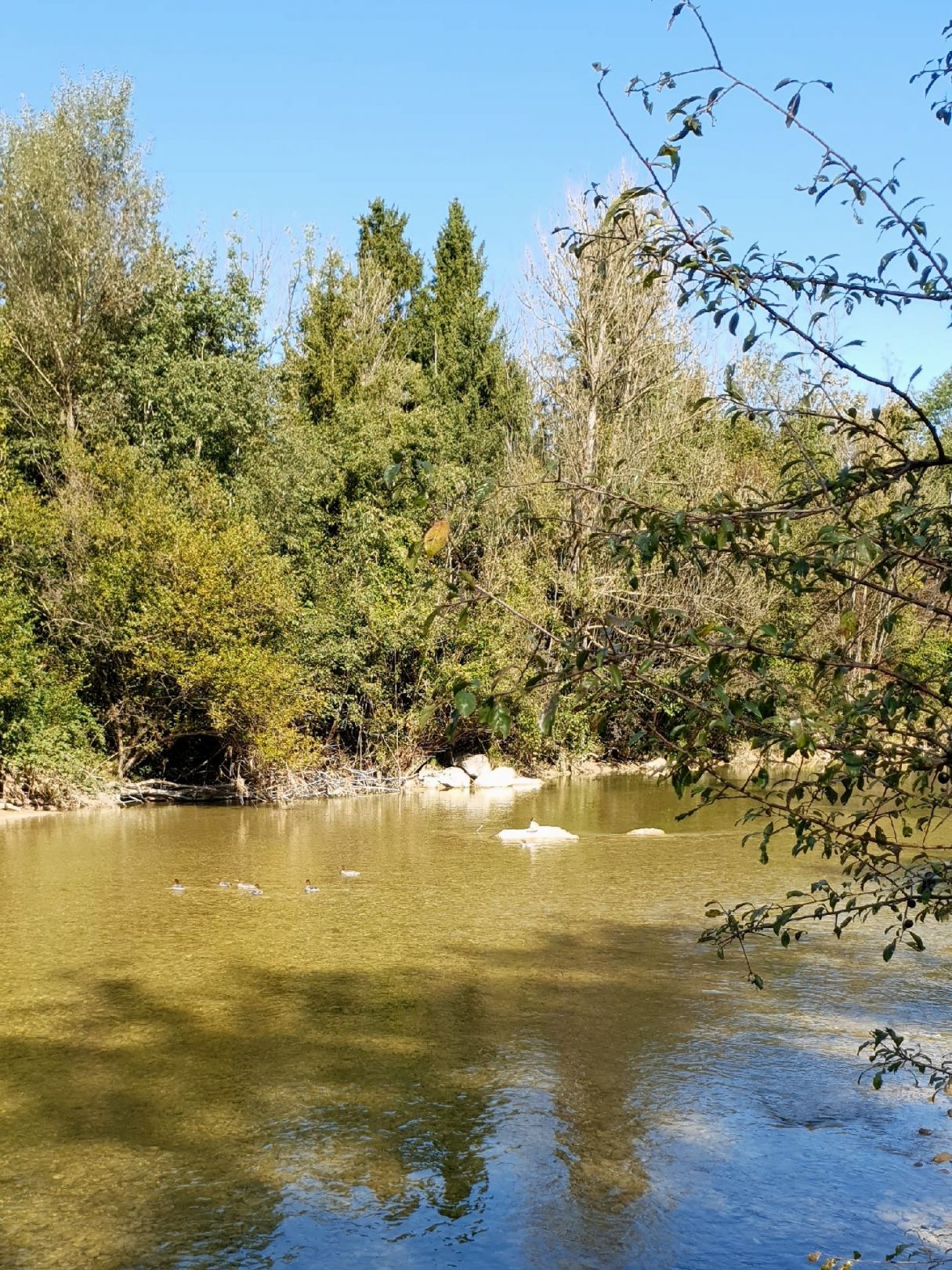 Mangfall (Bad Aibling) angeln