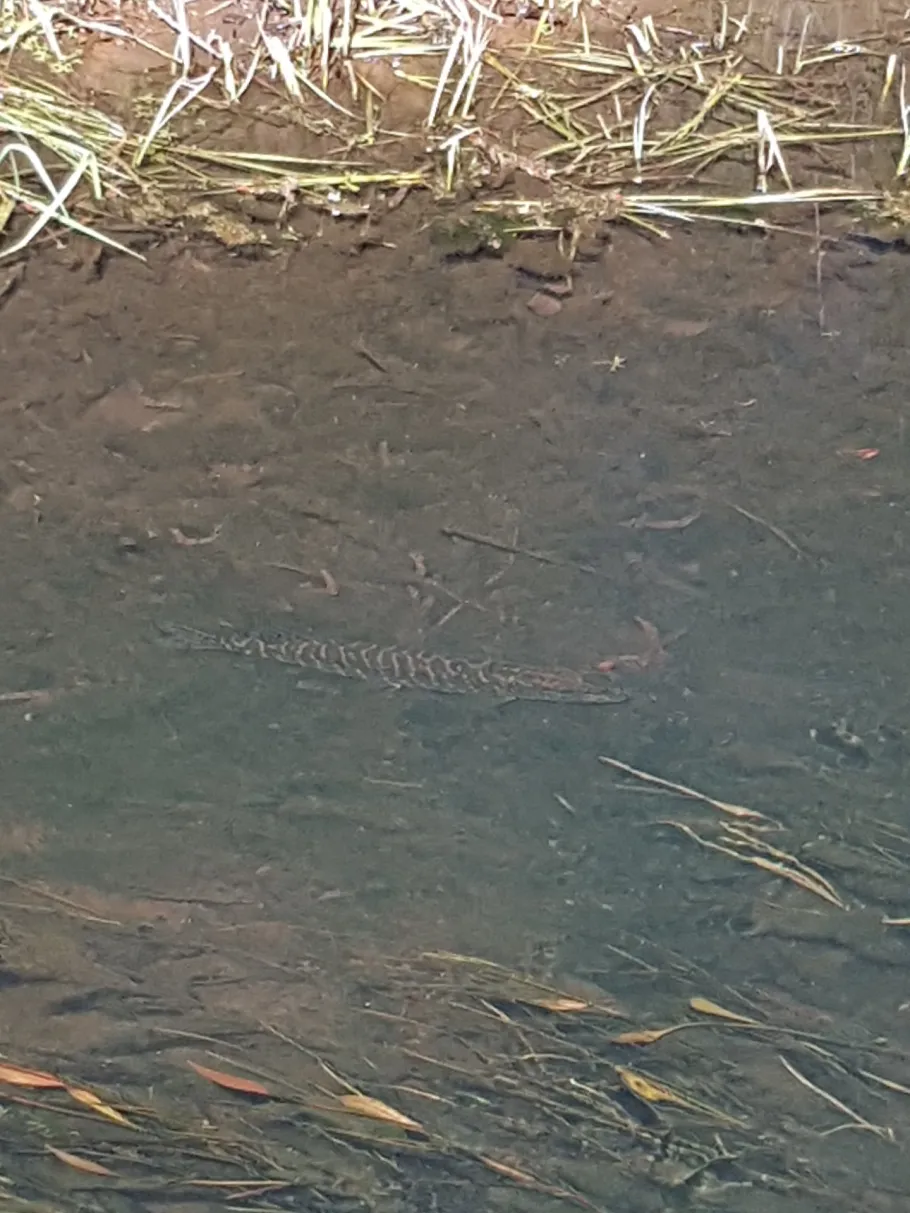 Parthe (Taucha) angeln