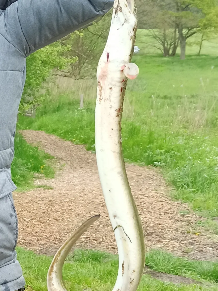 Elbe-Lübeck-Kanal (Krummesse) angeln
