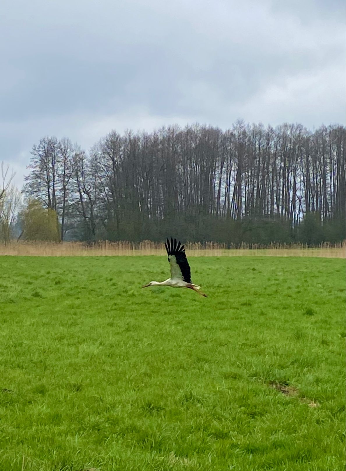 Angeln in Kümmernitztal