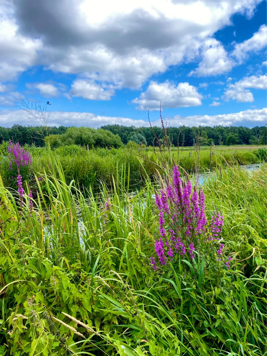 Dosse (Wittstock/Dosse) angeln