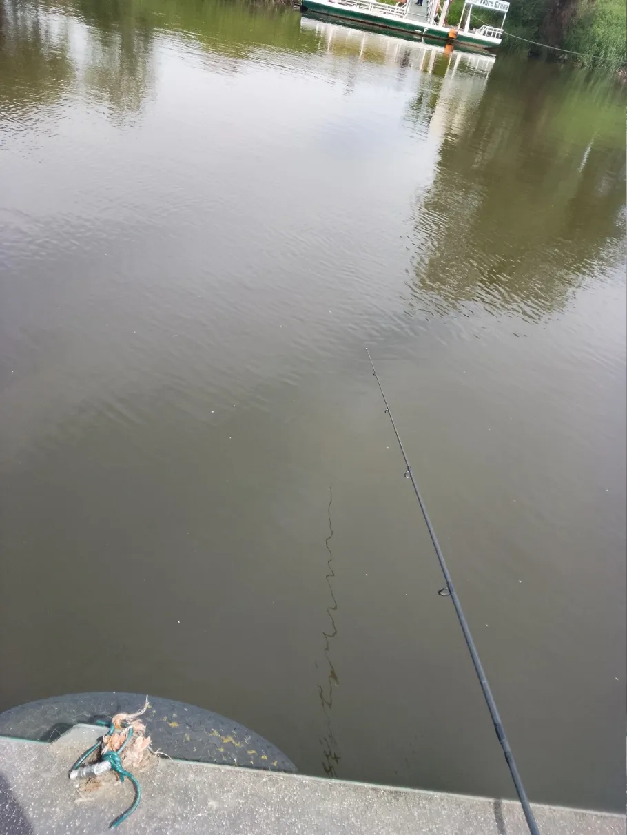 Mulde (Hohenprießnitz) angeln