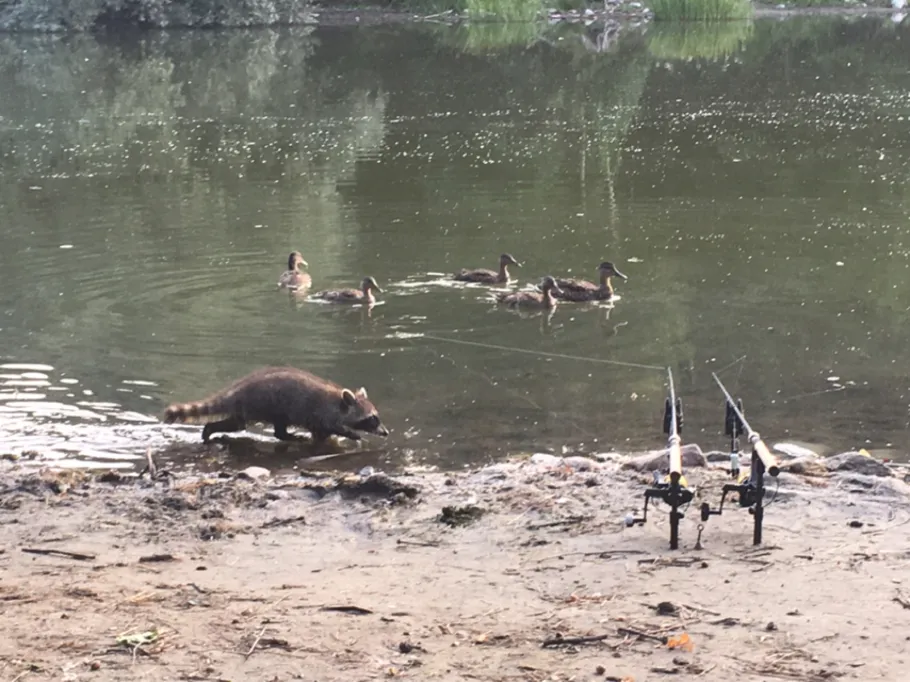 Haussee (Hönow) angeln