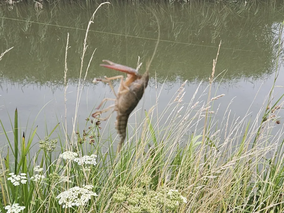 Wijde Wetering (Duiven) angeln