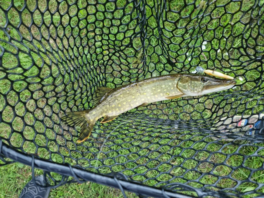 Merkelweiher (Blumberg) angeln