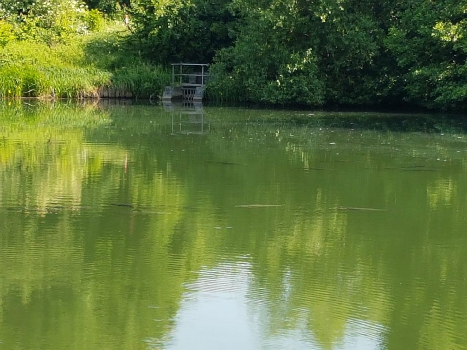 Vereinssee ASV Eschweiler angeln