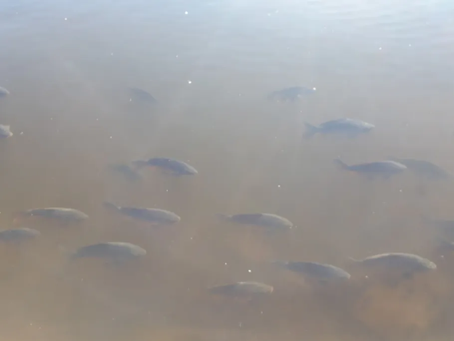 Forellenteich (Ilsenburg) angeln