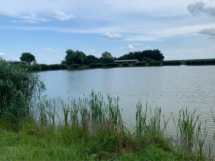 Lenzenweiher (Wilhermsdorf) angeln