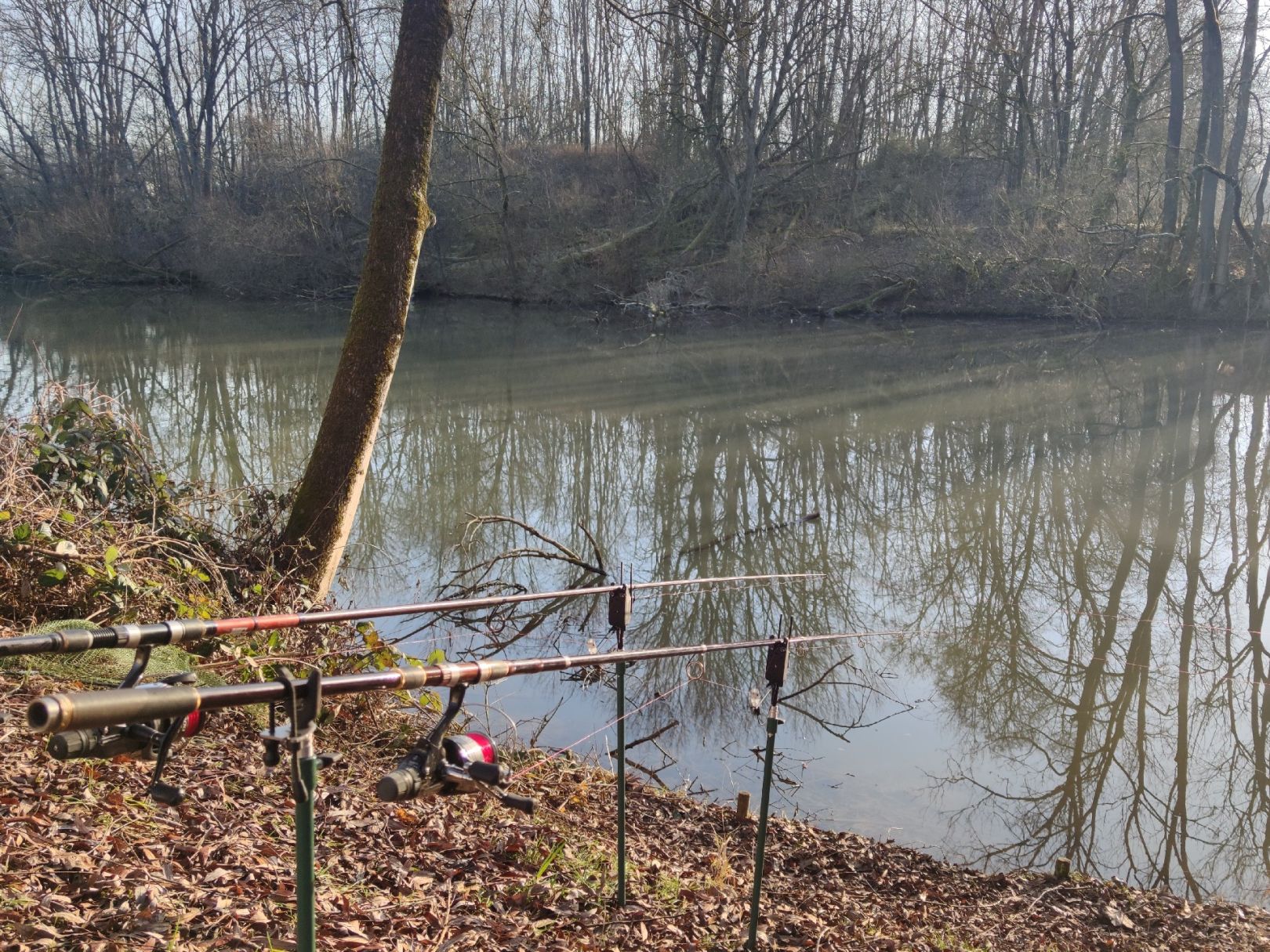 Alter Neckar (Altbach) angeln
