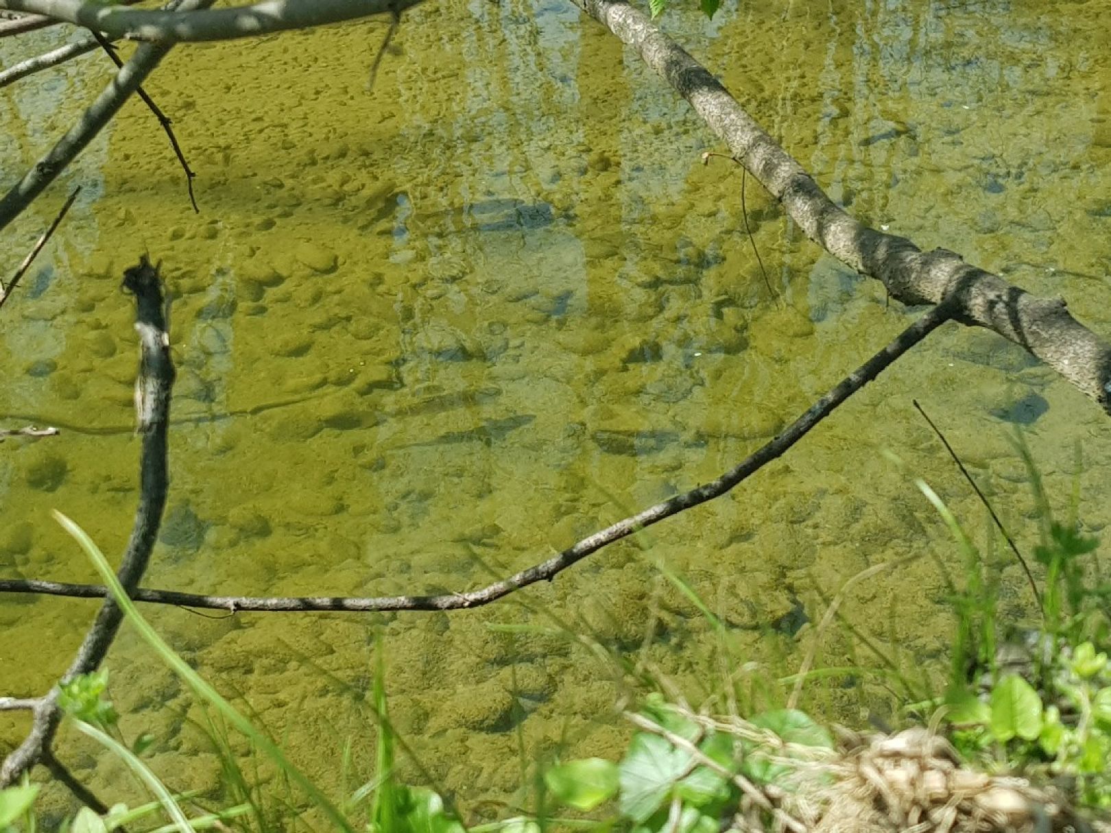Schussen (Meckenbeuren) angeln