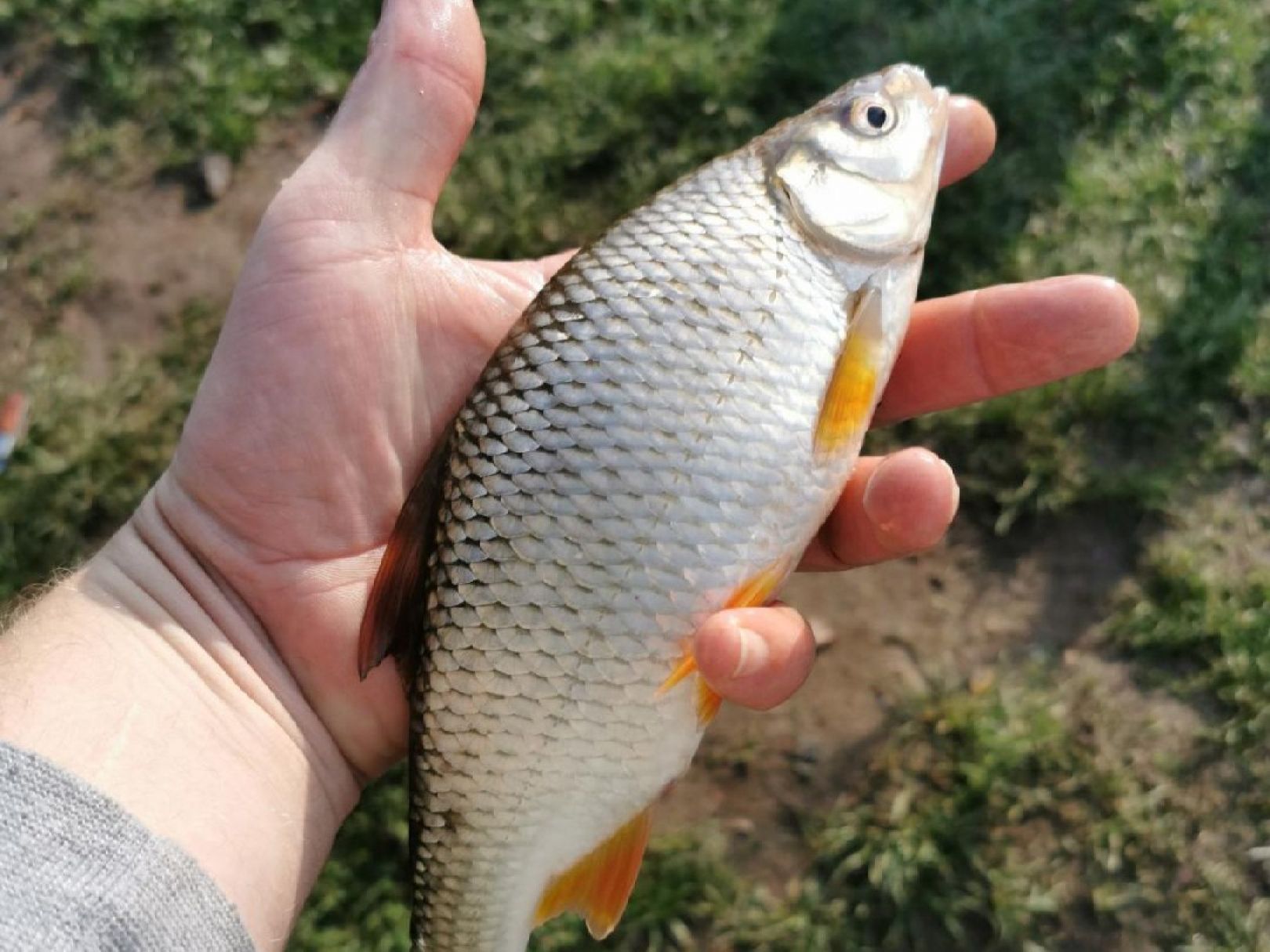 Weser (Drakenburg) angeln