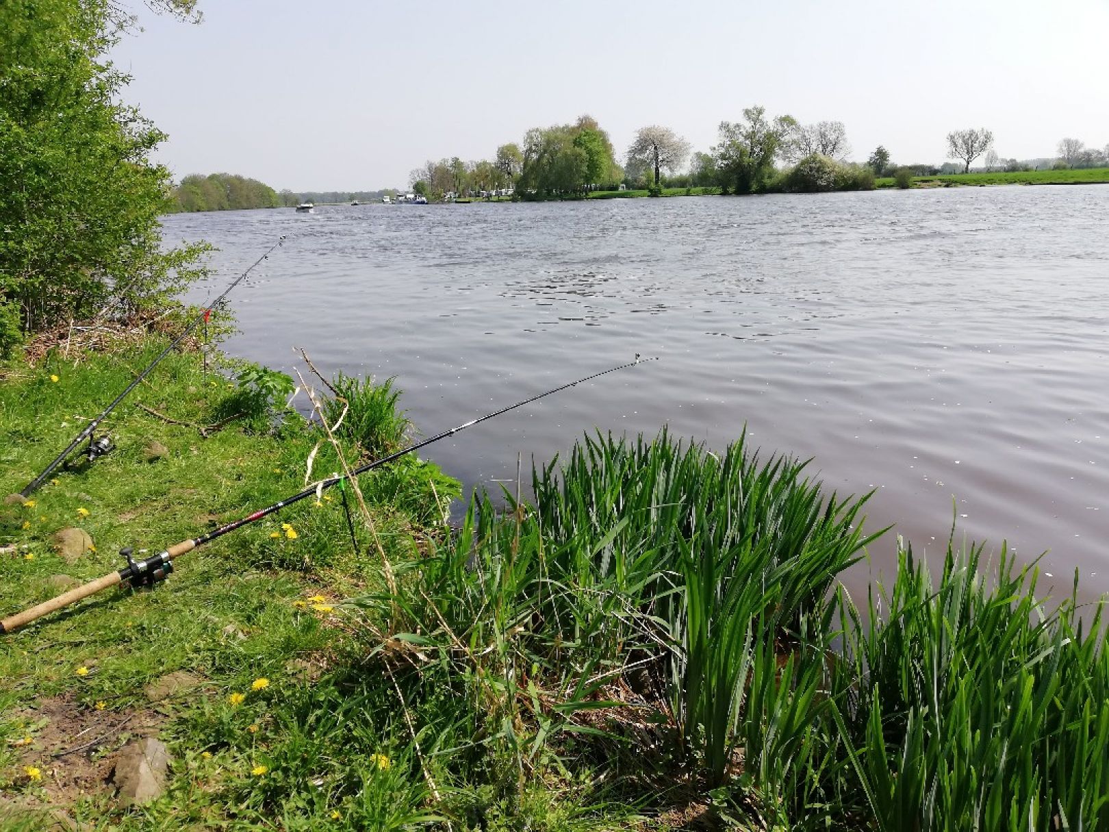 Weser (Drakenburg) angeln
