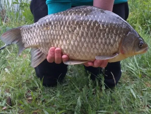 Fischweiher Offenbach/Queich angeln