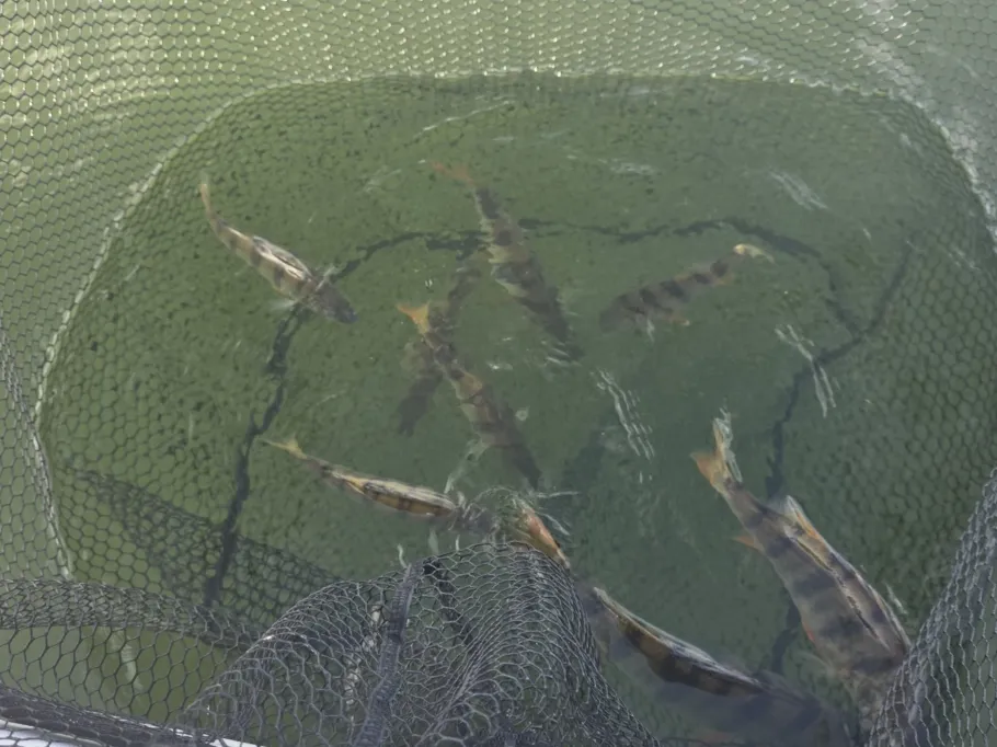 De Grote Hegge angeln