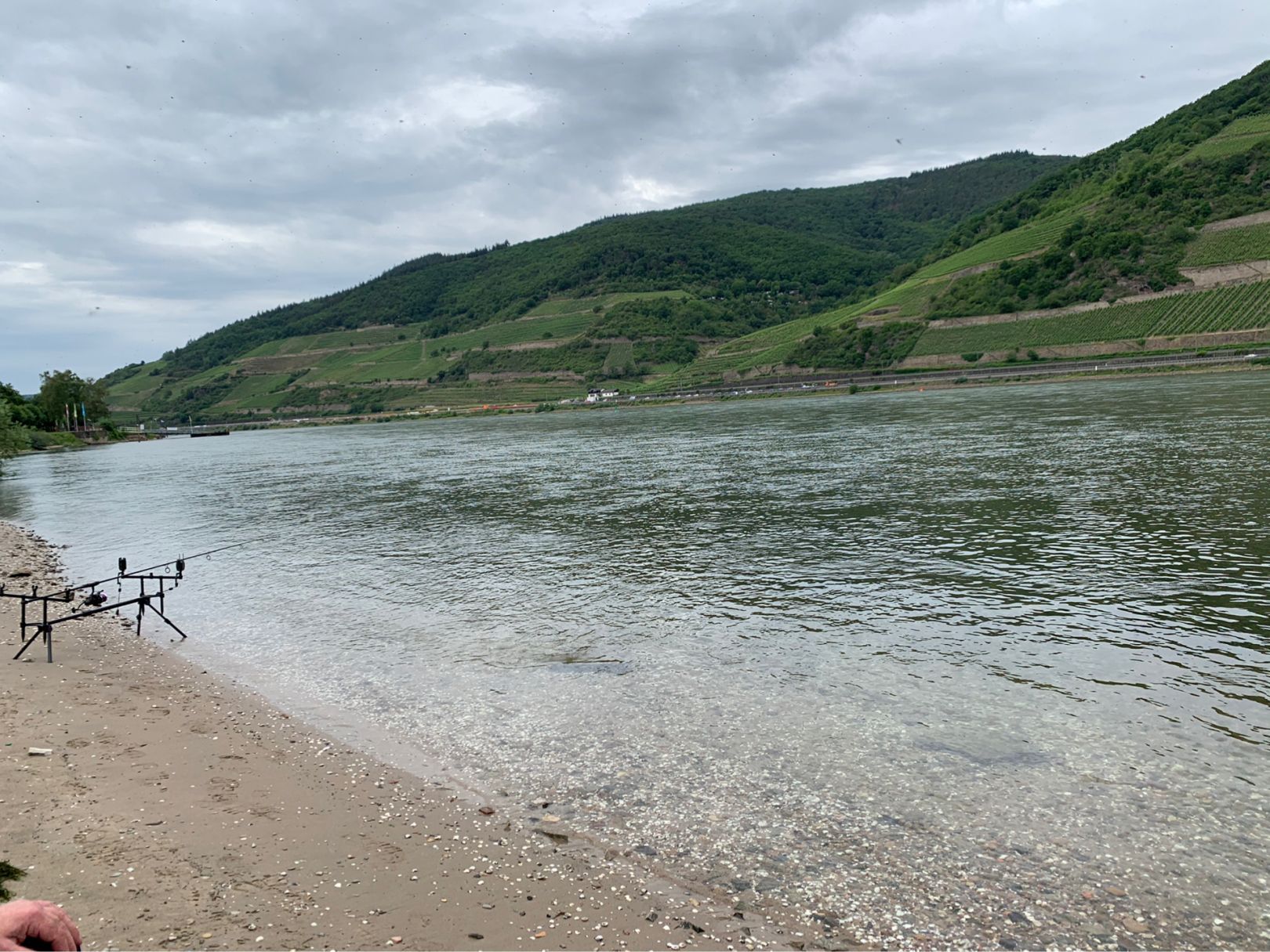 Rhein (Trechtingshausen) angeln