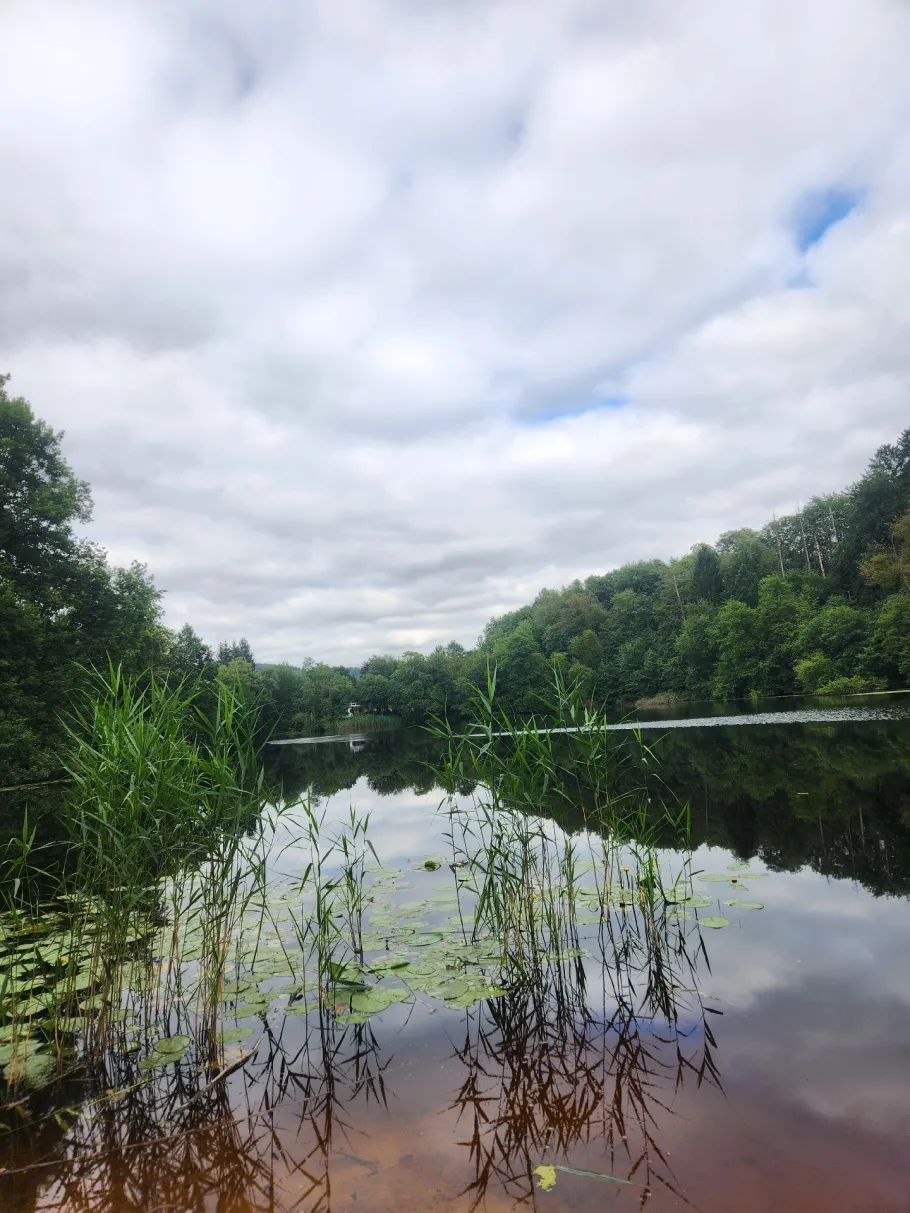 Bergsee (Delliehausen) angeln