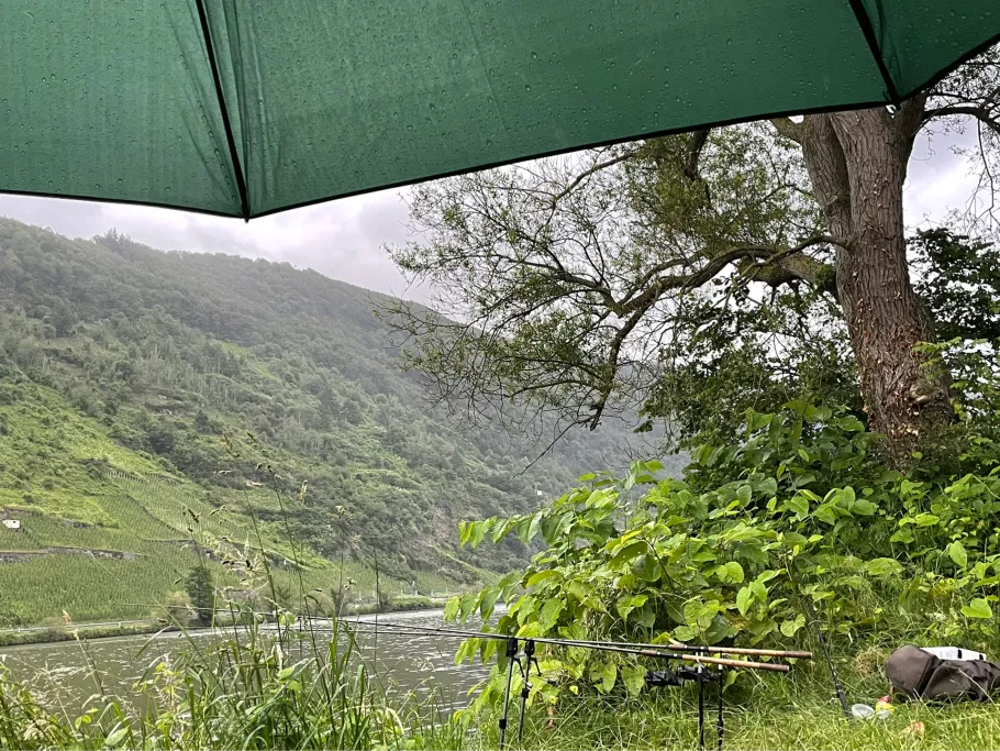 Mosel (Traben-Trarbach) angeln