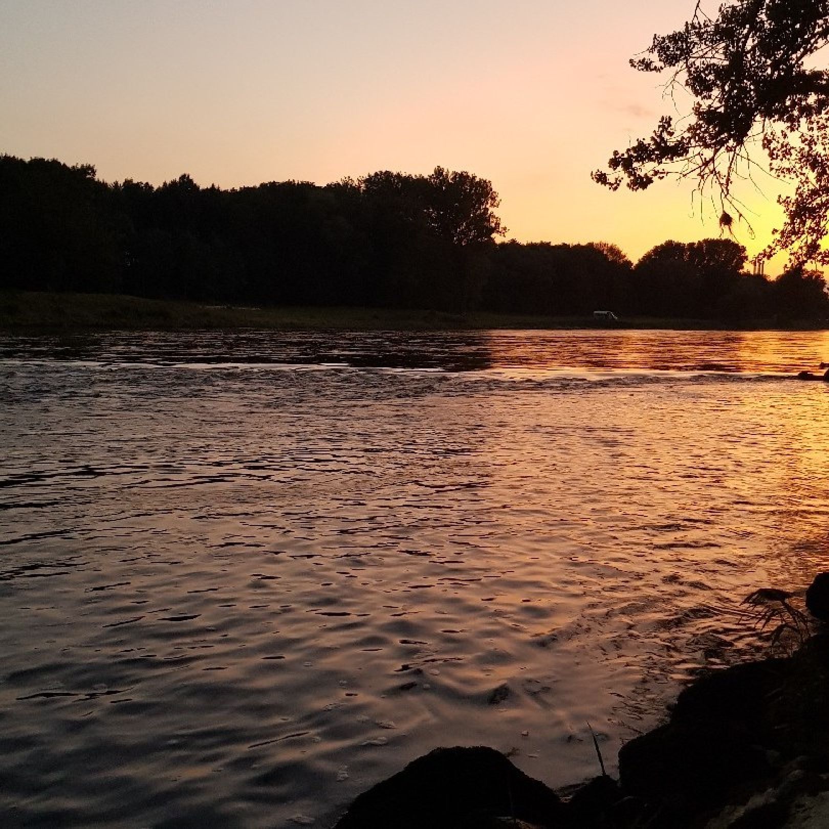 Donau (Vohburg an der Donau) angeln