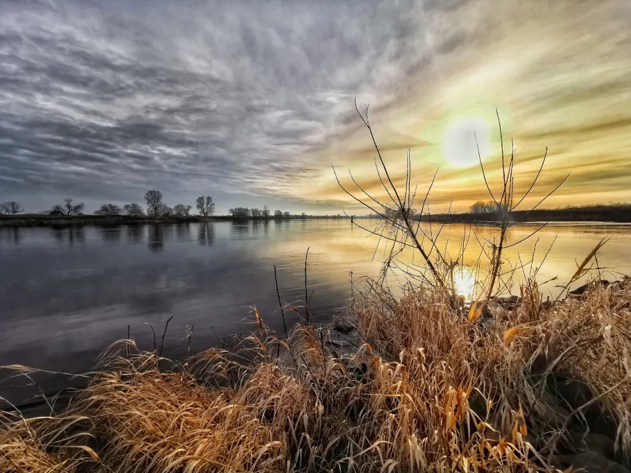 Elbe (Rogätz) angeln