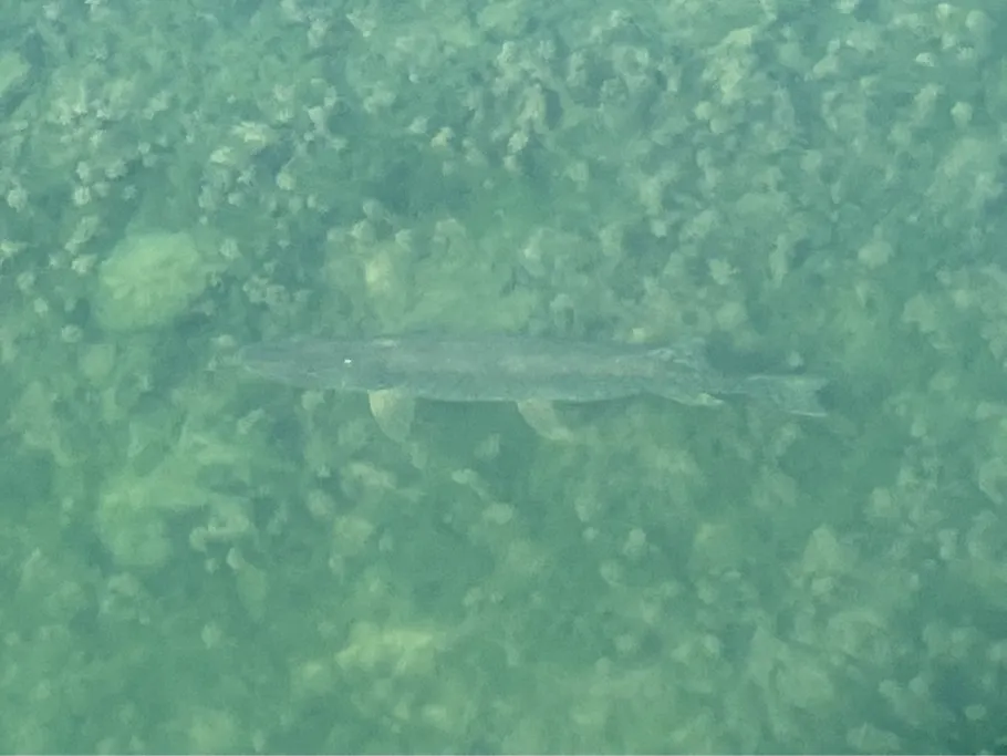 Canal de Neuf-Brisach angeln