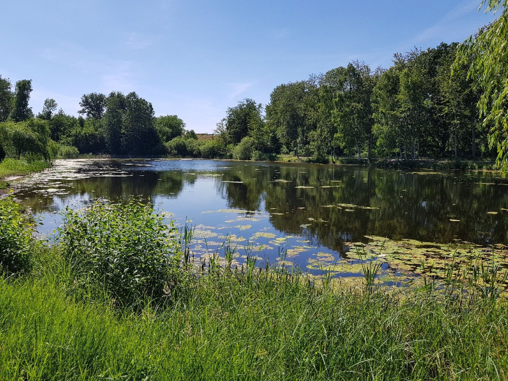 Staubecken der Panke (Bernau) angeln