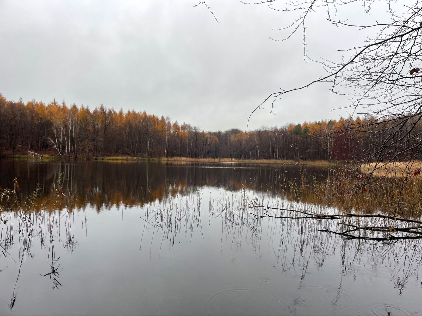 Großer Dollinsee angeln