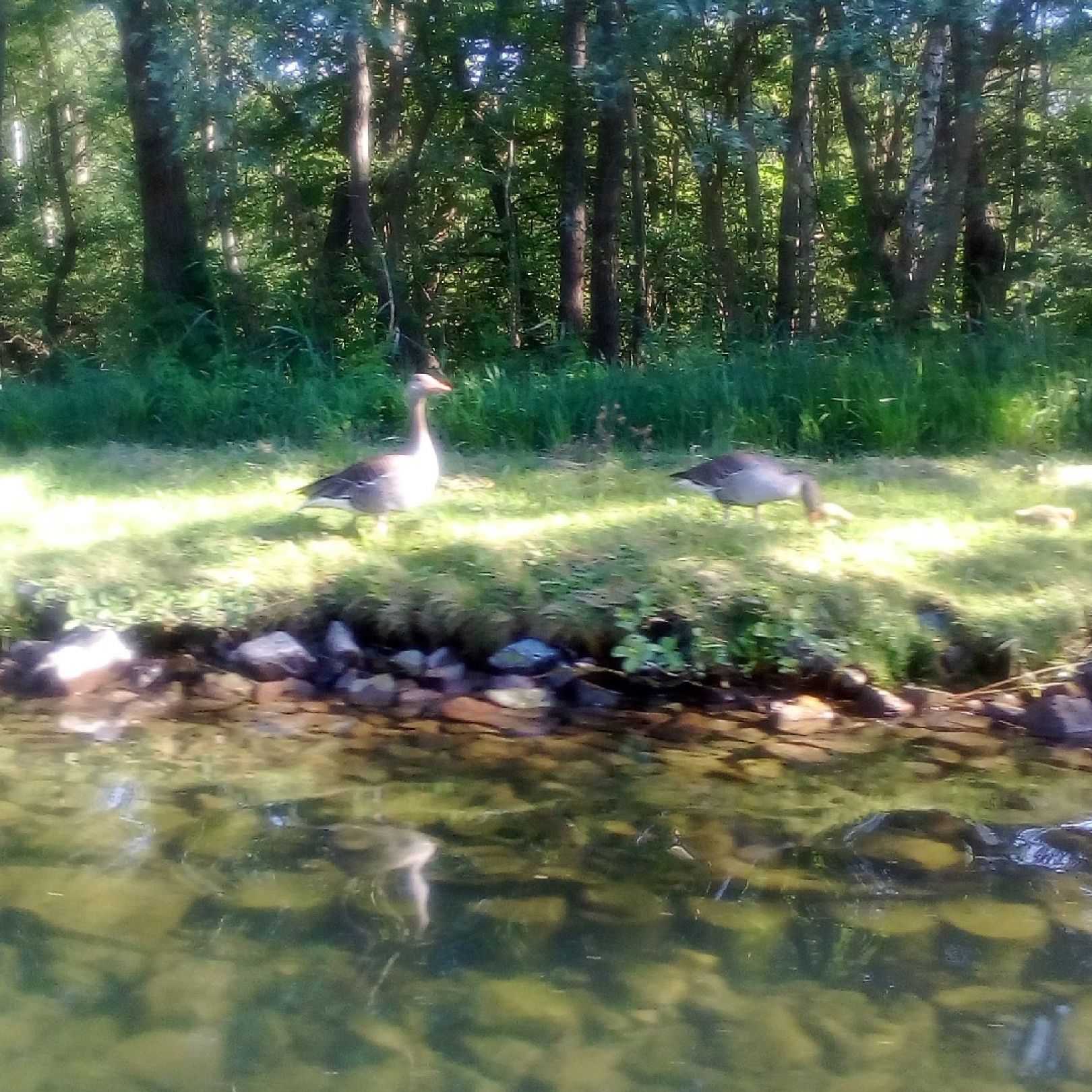 Reeckkanal (Marina Eldenburg) angeln