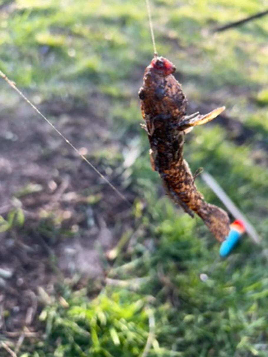 Bruchgraben (Brandenburg/Havel) angeln