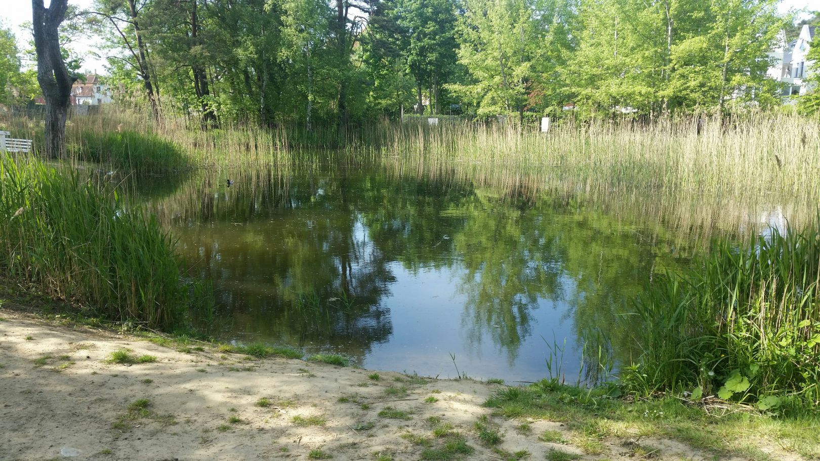 Karpfenteich (Kühlungsborn) ALLE ANGELN