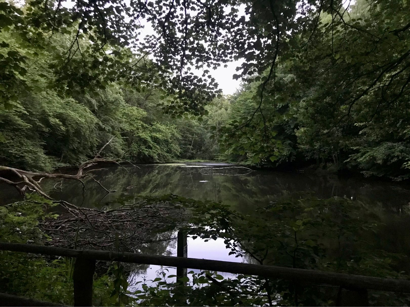 Ilandteich angeln