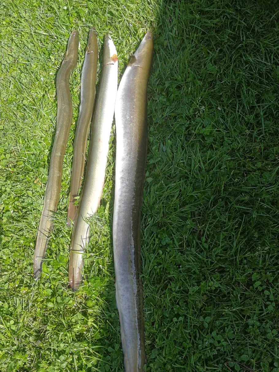 Oste (Großenwörden) angeln